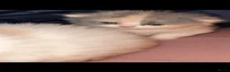 Persian cats for stud: My king Toulouse  - Advert 9