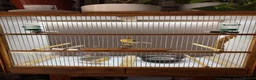 Canaries birds for sale: 2 x canaries with cage  - Advert 5