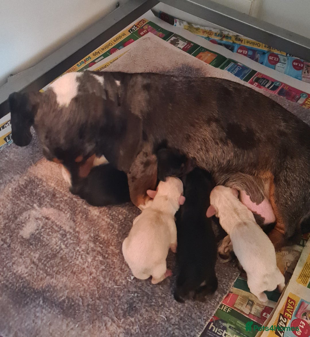 Miniature Dachshund dogs for sale: Stunning silver dapple, cream & intensity  - Image 5