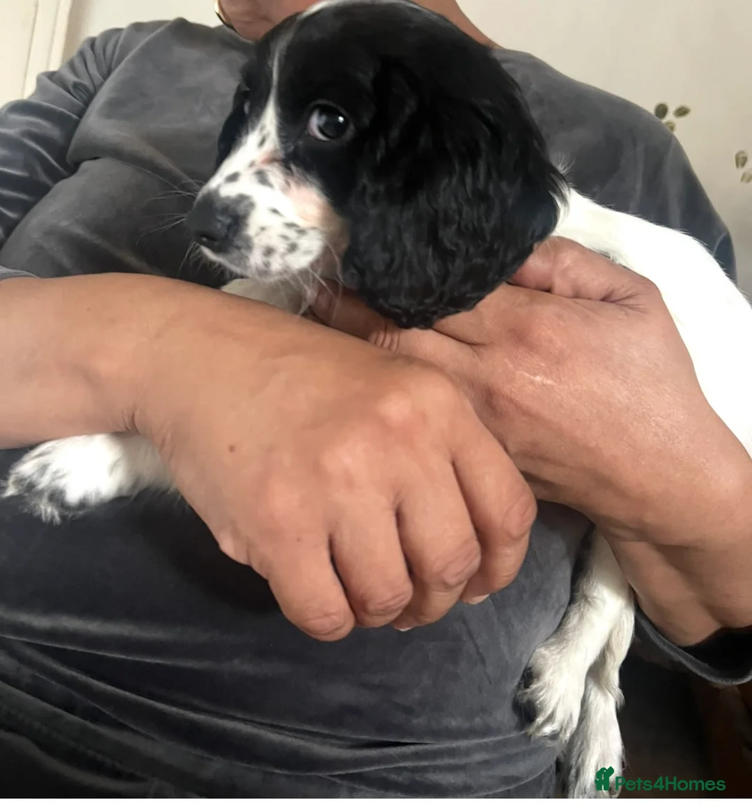 Cocker Spaniel dogs for sale: Black and white female cocker spaniel  - Advert 10
