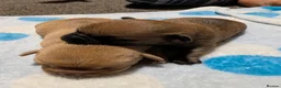 Pomchi dogs for sale: Pomchi puppies  - Advert 4