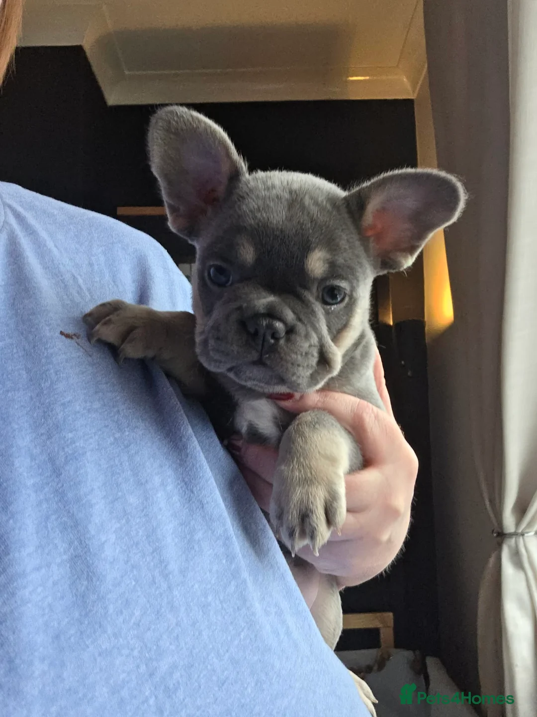 French Bulldog dogs for sale: French Bulldog puppies - Advert 7