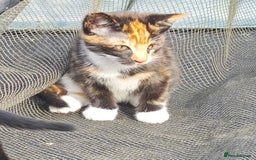 Mixed Breed cats for sale: kittens gorgeous kittens for sale  - Image 5
