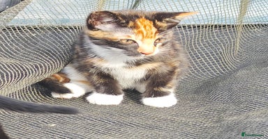 Mixed Breed cats - Advert 14