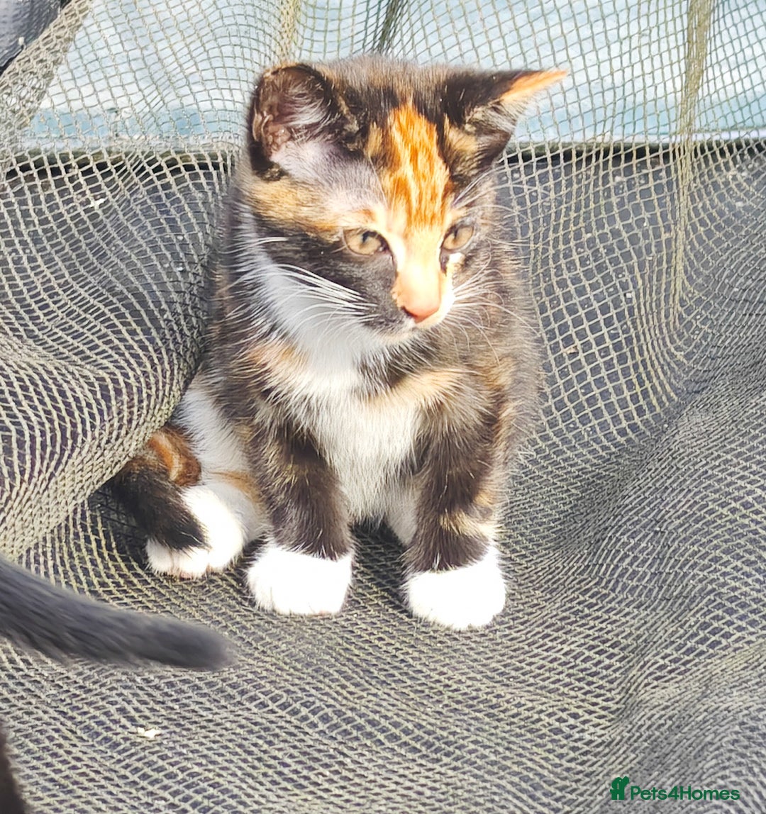 Mixed Breed cats for sale: kittens gorgeous kittens for sale  - Image 5