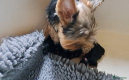 Yorkshire Terrier dogs for sale: Pedigree Yorkshire terrier puppy's  - Advert 16