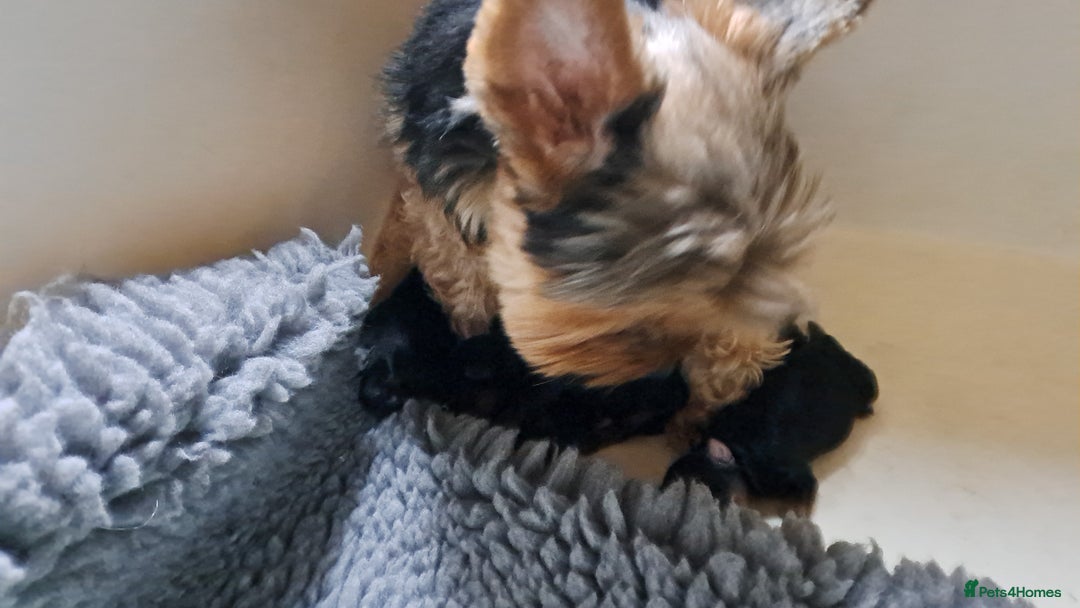 Yorkshire Terrier dogs for sale: Pedigree Yorkshire terrier puppy's  - Advert 16