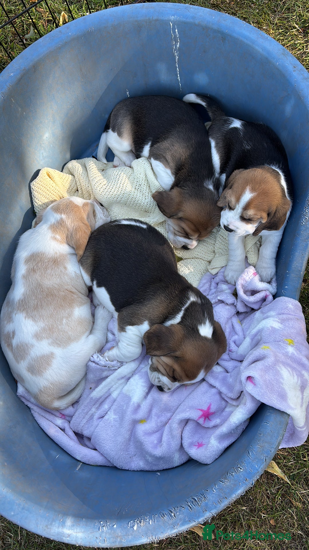 Beagle dogs for sale: Male Beagle Puppies  - Image 20