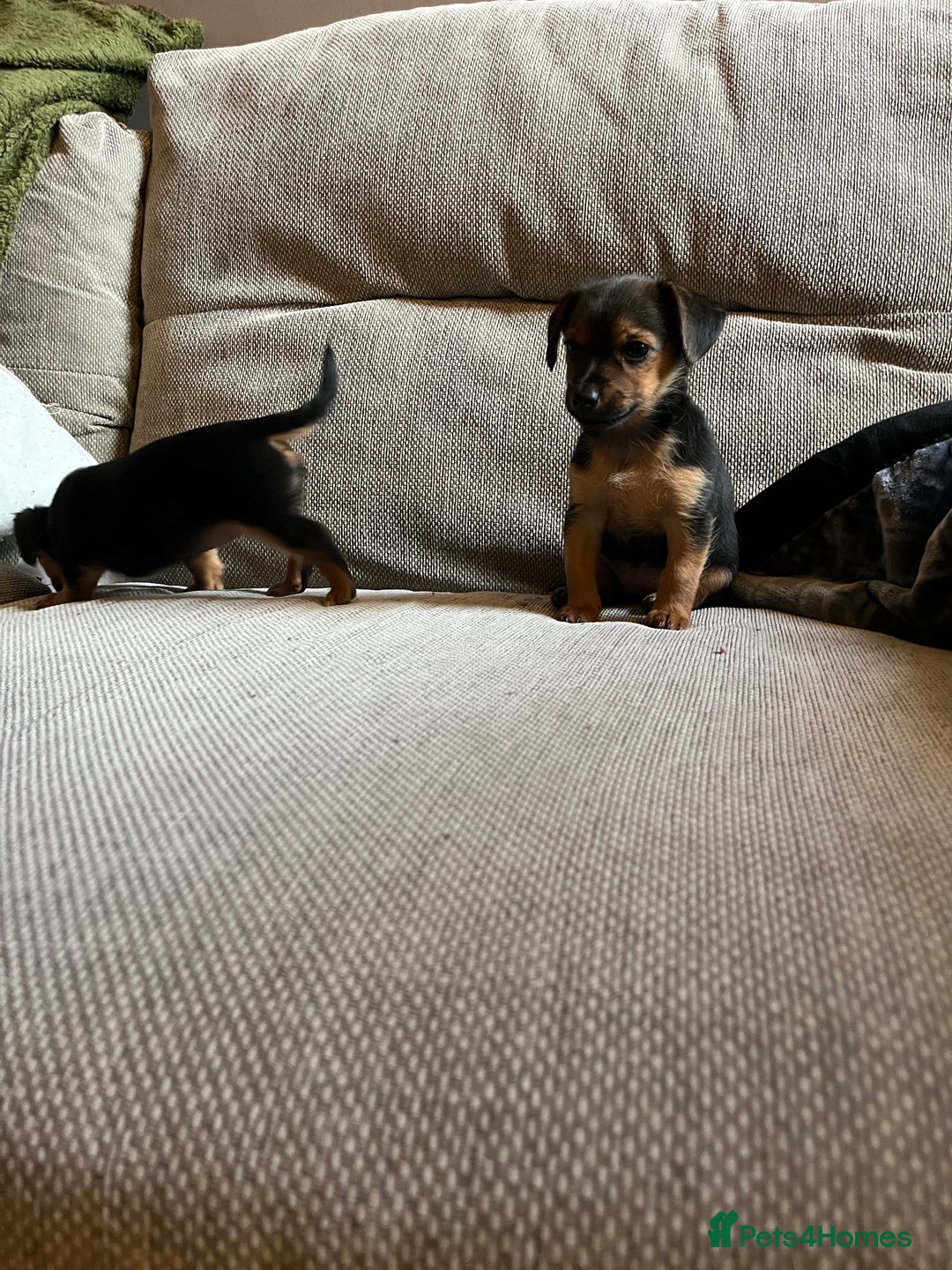 Jack Russell dogs for sale: Jack Russell puppies for sale - Advert 26