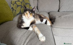 Maine Coon cats for sale: Gorgeous TICA female Maine coon - Image 2