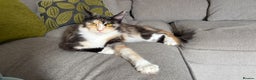 Maine Coon cats for sale: Gorgeous TICA female Maine coon - Advert 2