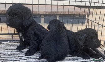 Sproodle dogs - Advert 6