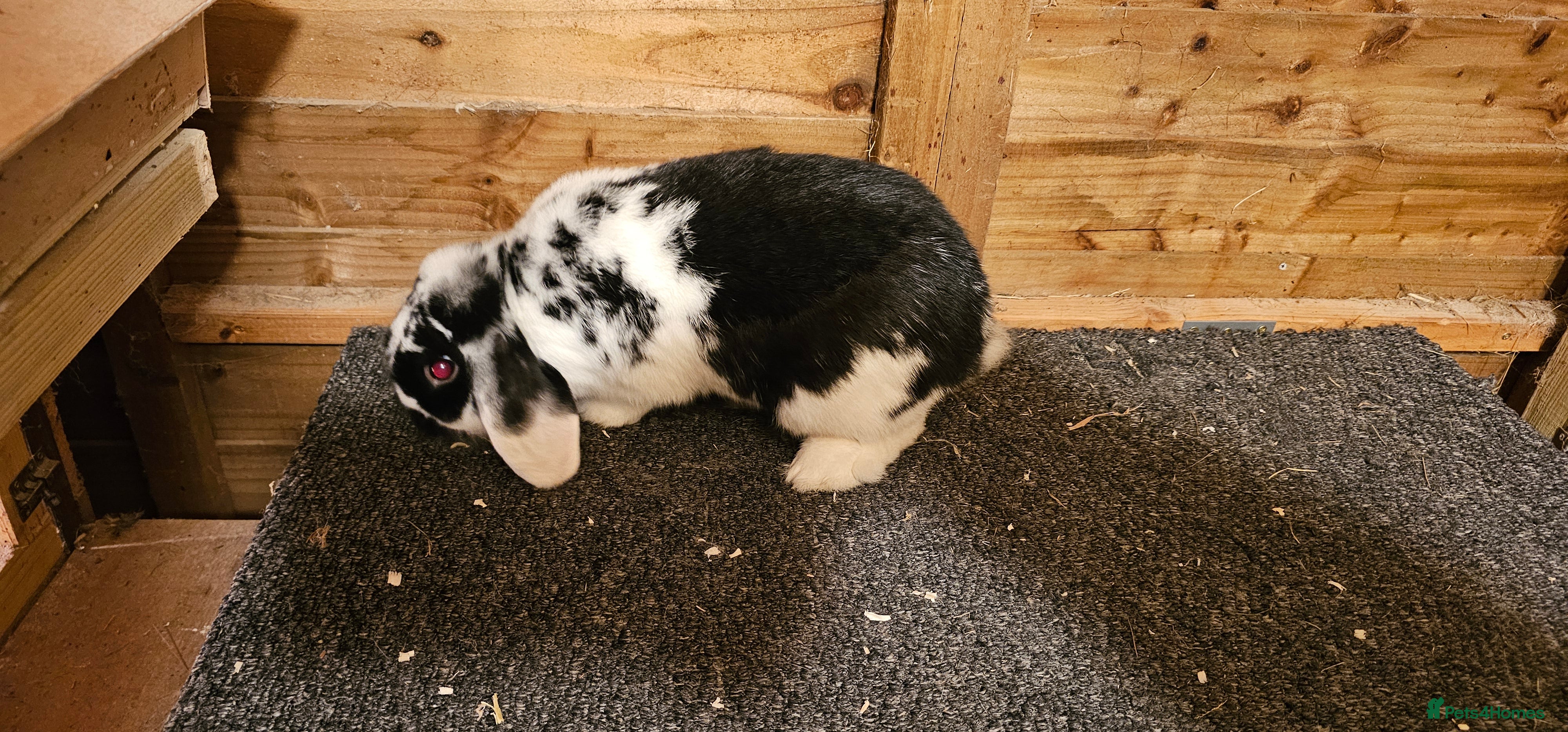 Mini Lop rabbits mini lop for sale  - Advert 6