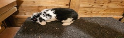 Mini Lop rabbits for sale: mini lop for sale  - Advert 1