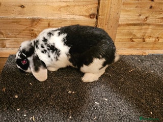 Mini Lop rabbits mini lop for sale - Advert 1