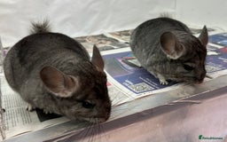 Chinchilla rodents for sale: Millie & Maisy, super tame standard sisters - Advert 7