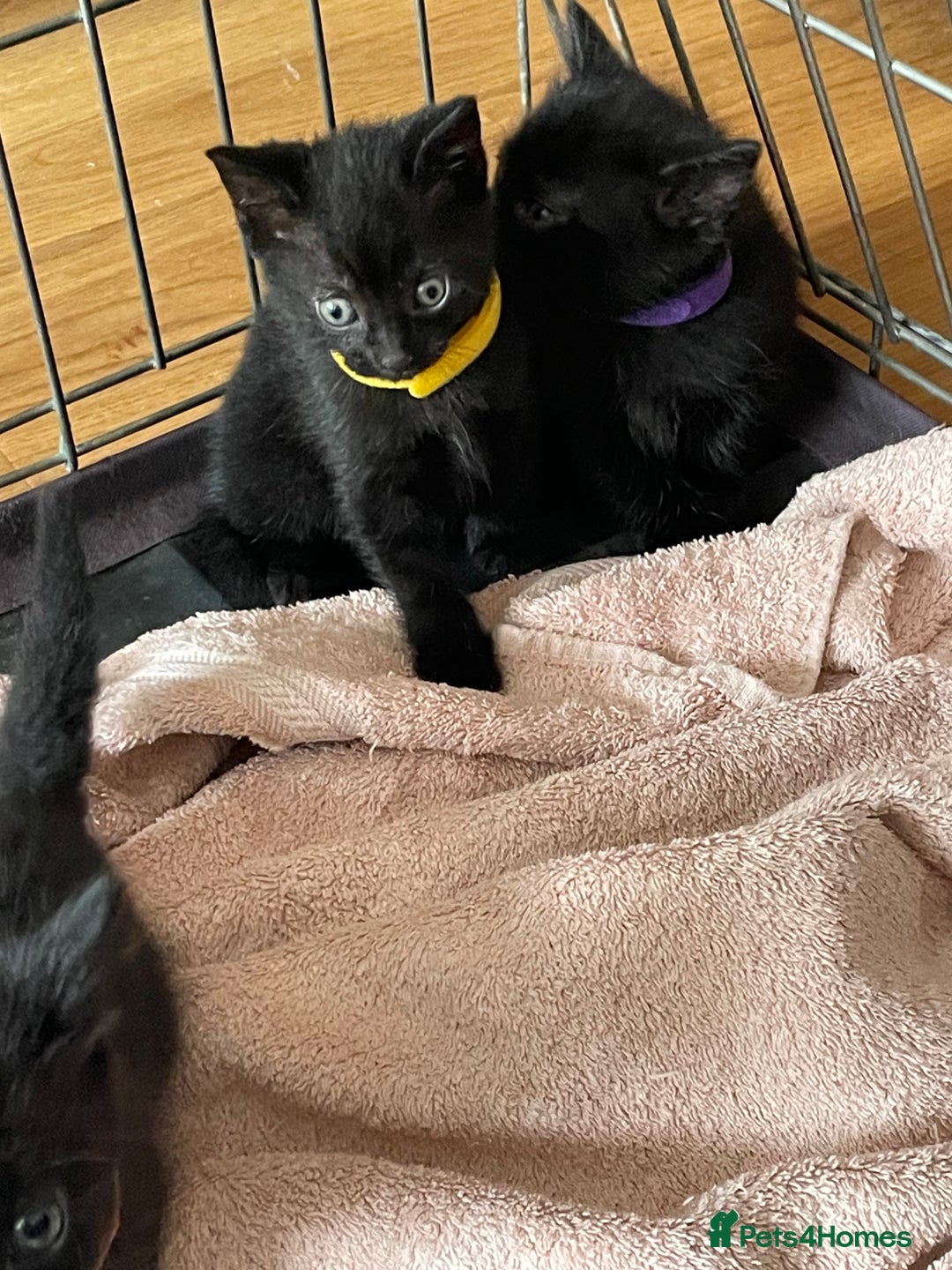 British Shorthair cats for sale: Litter of 5 lovely kittens  - Image 18