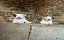 Border Collie dogs for sale: Blue Merle Border Collie Puppies - Image 4