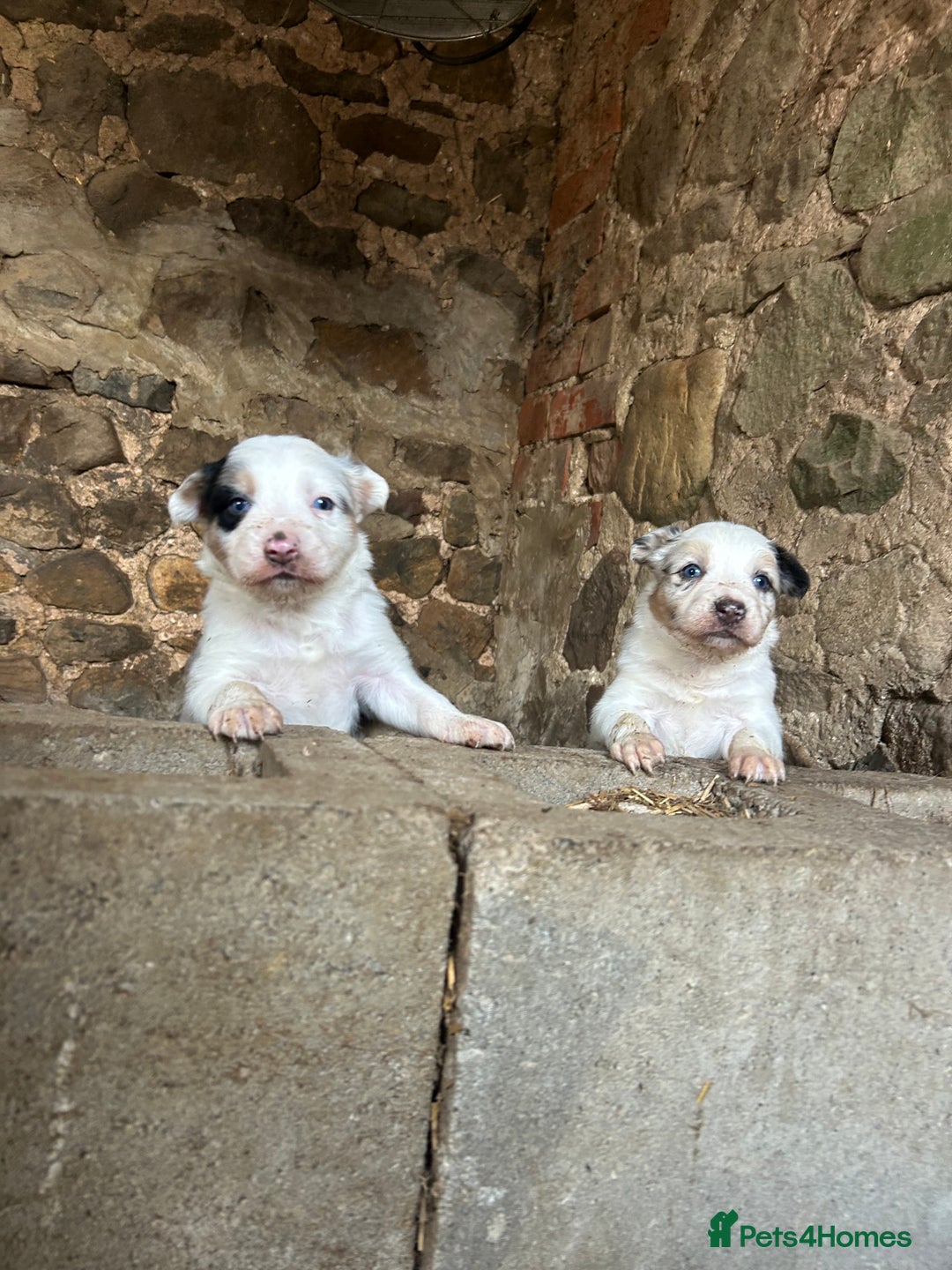 Border Collie dogs for sale: Blue Merle Border Collie Puppies - Image 4