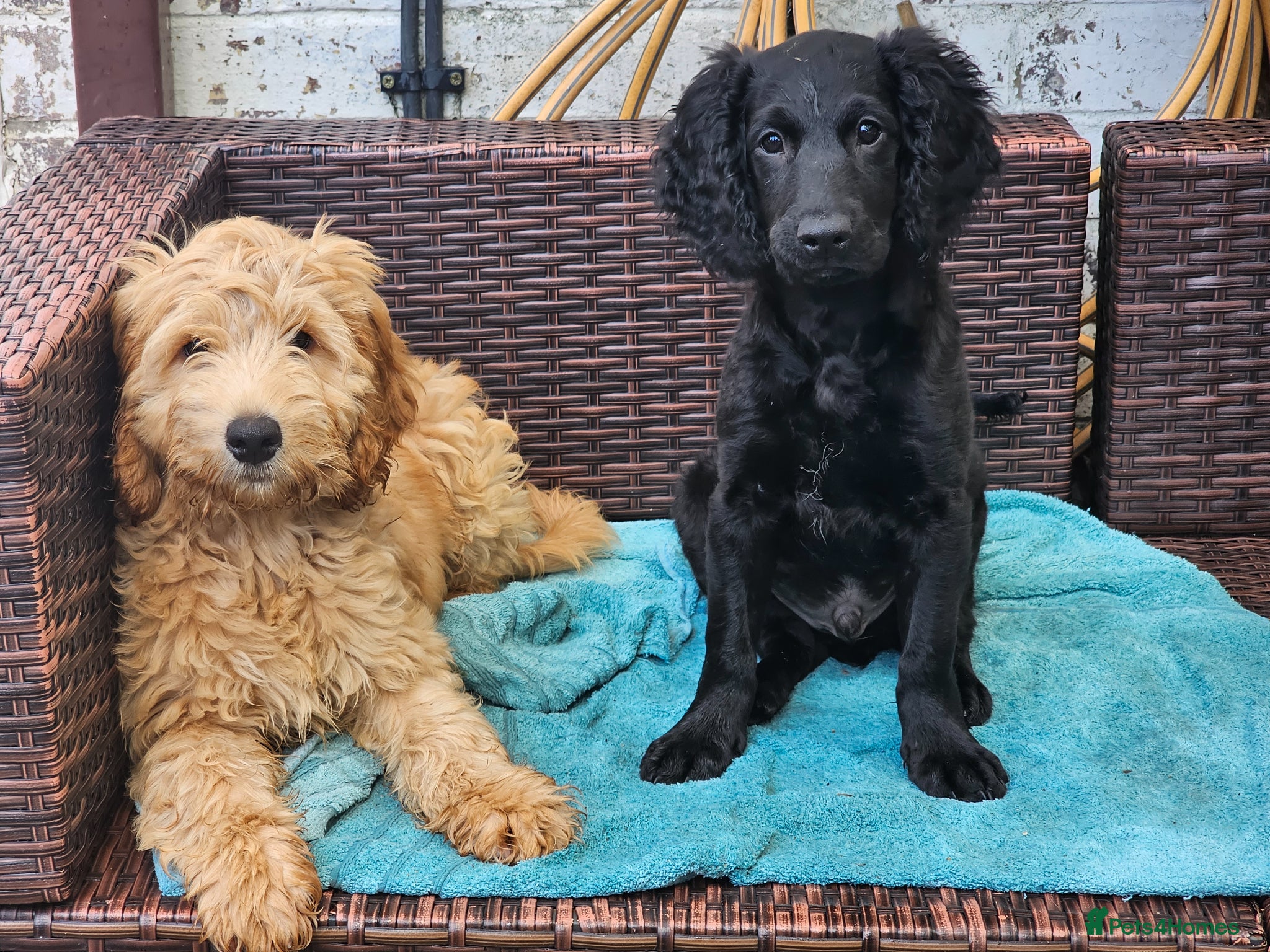 Cockapoo dogs Last Two Gorgeous Cockapoo Pups - Advert 13
