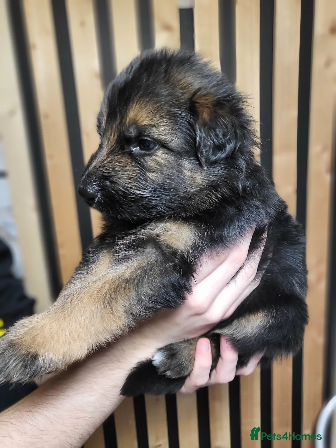 German Shepherd dogs for sale: German Shepherd/Alsatian puppies - Advert 10