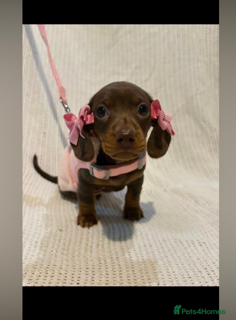 Miniature Dachshund dogs Miniature dachshund puppies  - Advert 1