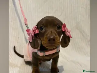 Miniature Dachshund dogs Miniature dachshund puppies - Advert 10