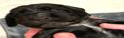 Cocker Spaniel dogs for sale: Cocker Spaniels looking for loving homes in Bradford - Advert 8