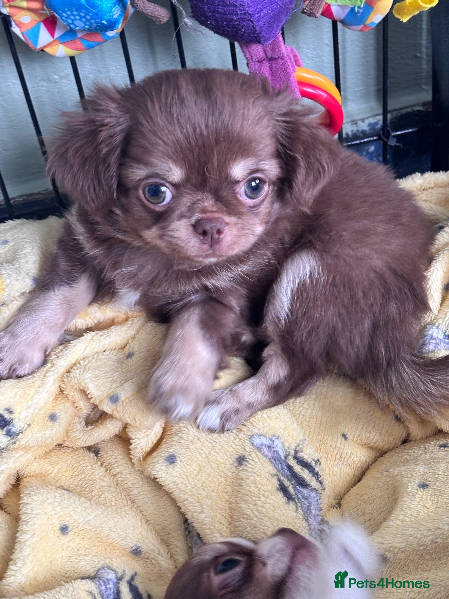 Chihuahua dogs Amazing tiny long coat girl puppy  - Advert 8