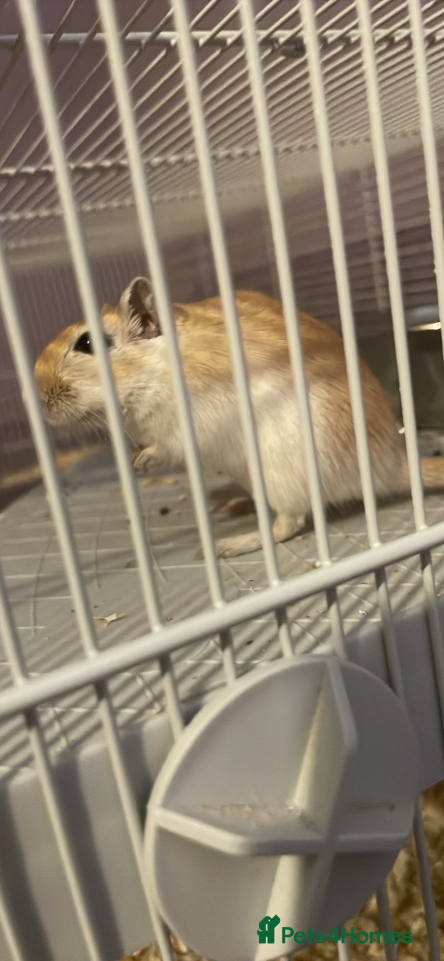 Gerbil rodents Female gerbil for sale - Advert 5