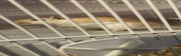 Gerbil rodents for sale: Female gerbil for sale - Advert 1