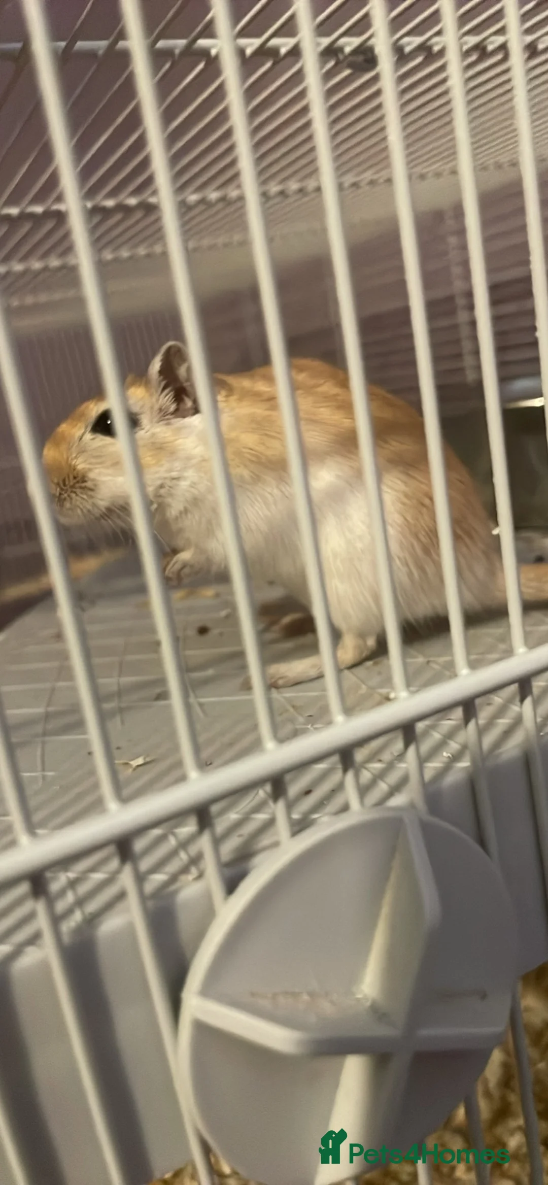 Gerbil rodents for sale: Female gerbil for sale - Advert 1