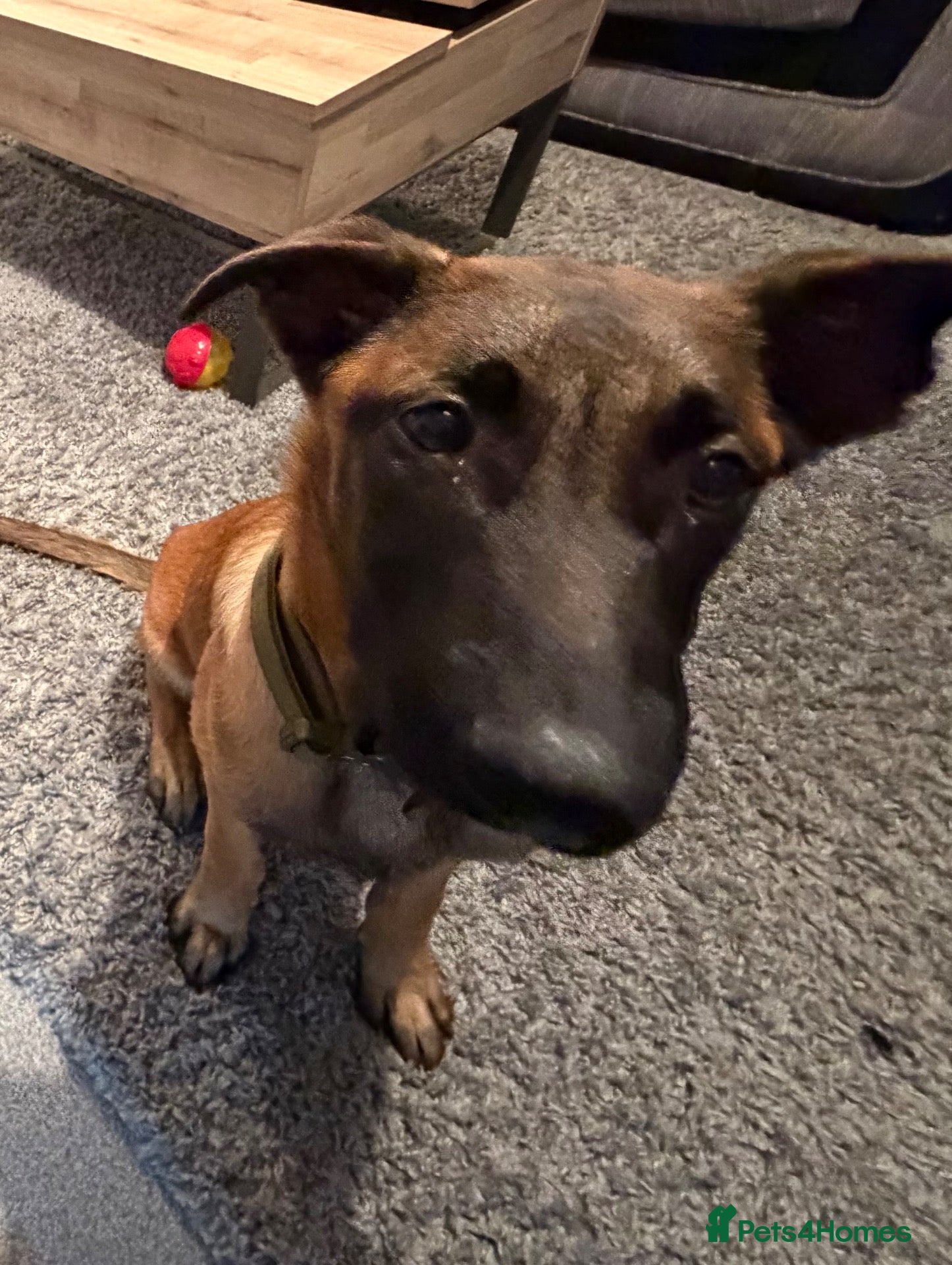 Belgian Shepherd Dog dogs for sale: Odin  - Advert 5