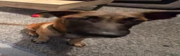 Belgian Shepherd Dog dogs for sale: Odin  - Advert 1