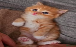 Mixed Breed cats for sale: Red Ginger fluffy kitten boy mix Ragdoll Siberian  - Image 8