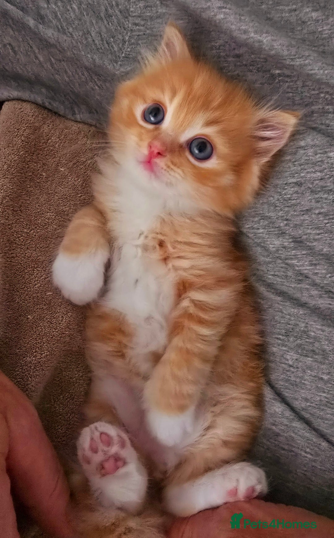 Mixed Breed cats for sale: Red Ginger fluffy kitten boy mix Ragdoll Siberian  - Image 8