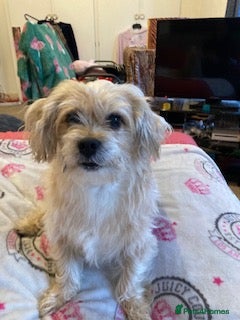 Mixed Breed dogs Pip needs a loving home - Advert 1