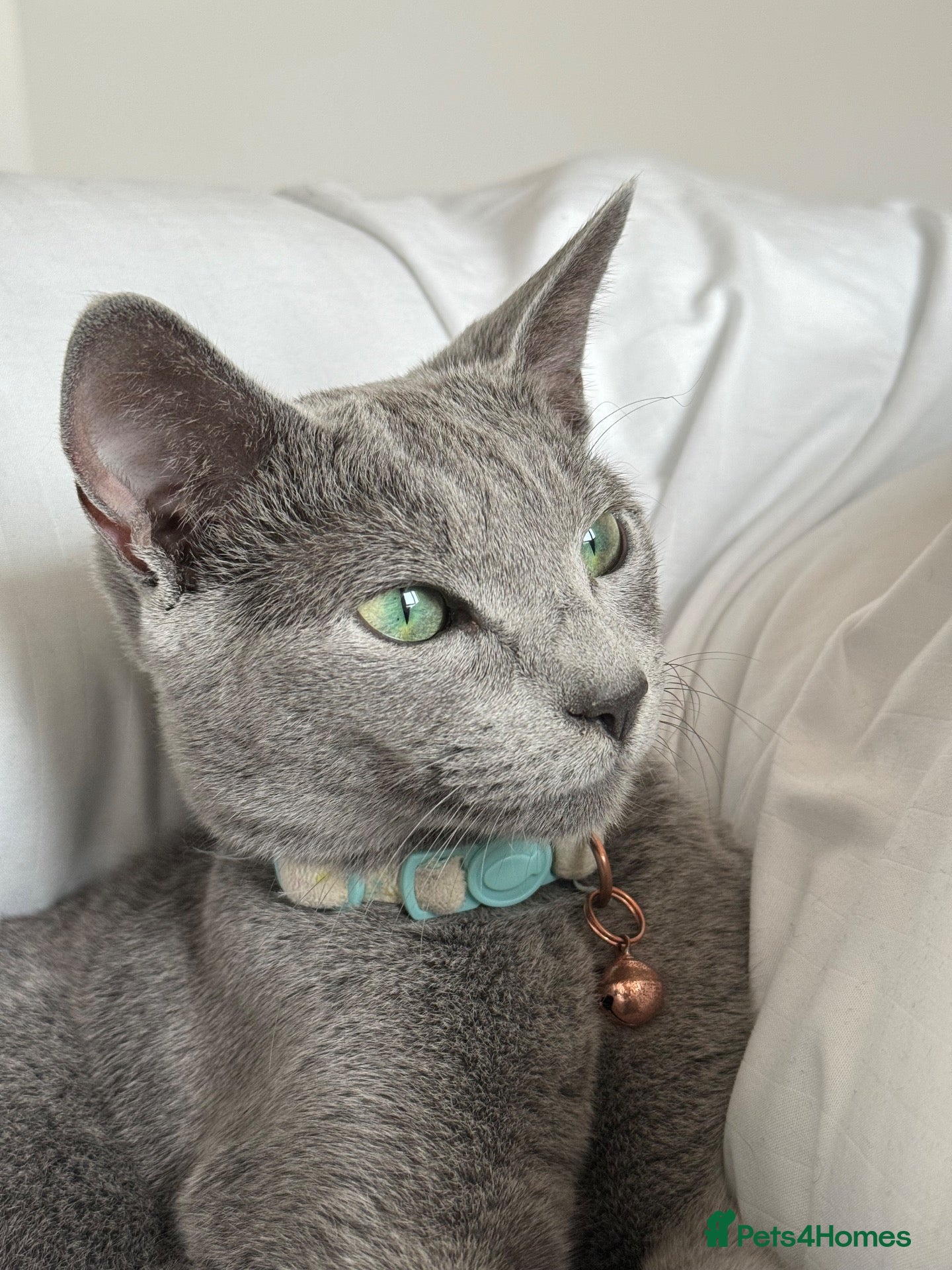 Russian Blue cats ✨ Beautiful Pedigree Russian Blue Kittens ✨ - Advert 3