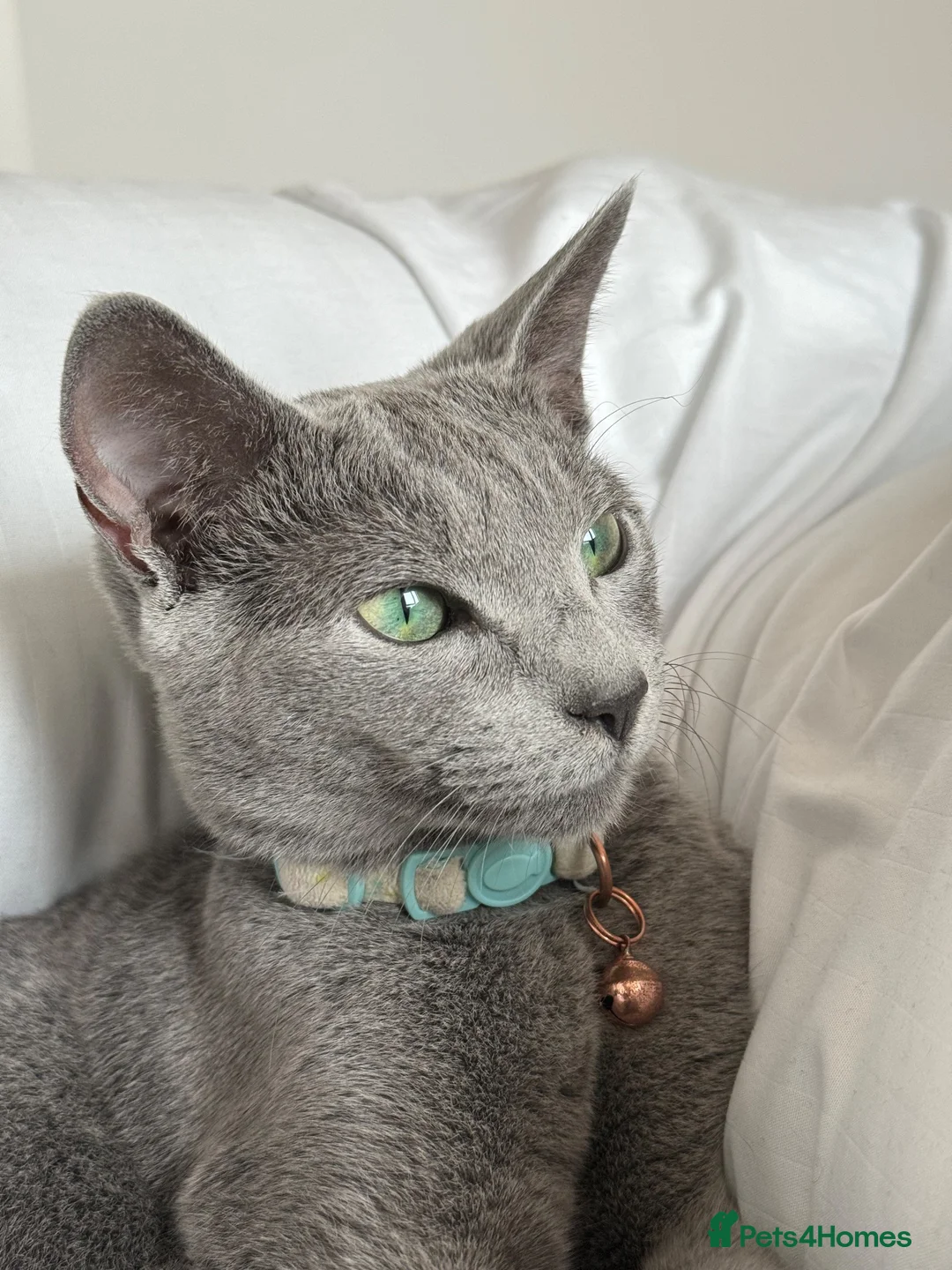 Russian Blue cats for sale: ✨ Beautiful Pedigree Russian Blue Kittens ✨ - Advert 1
