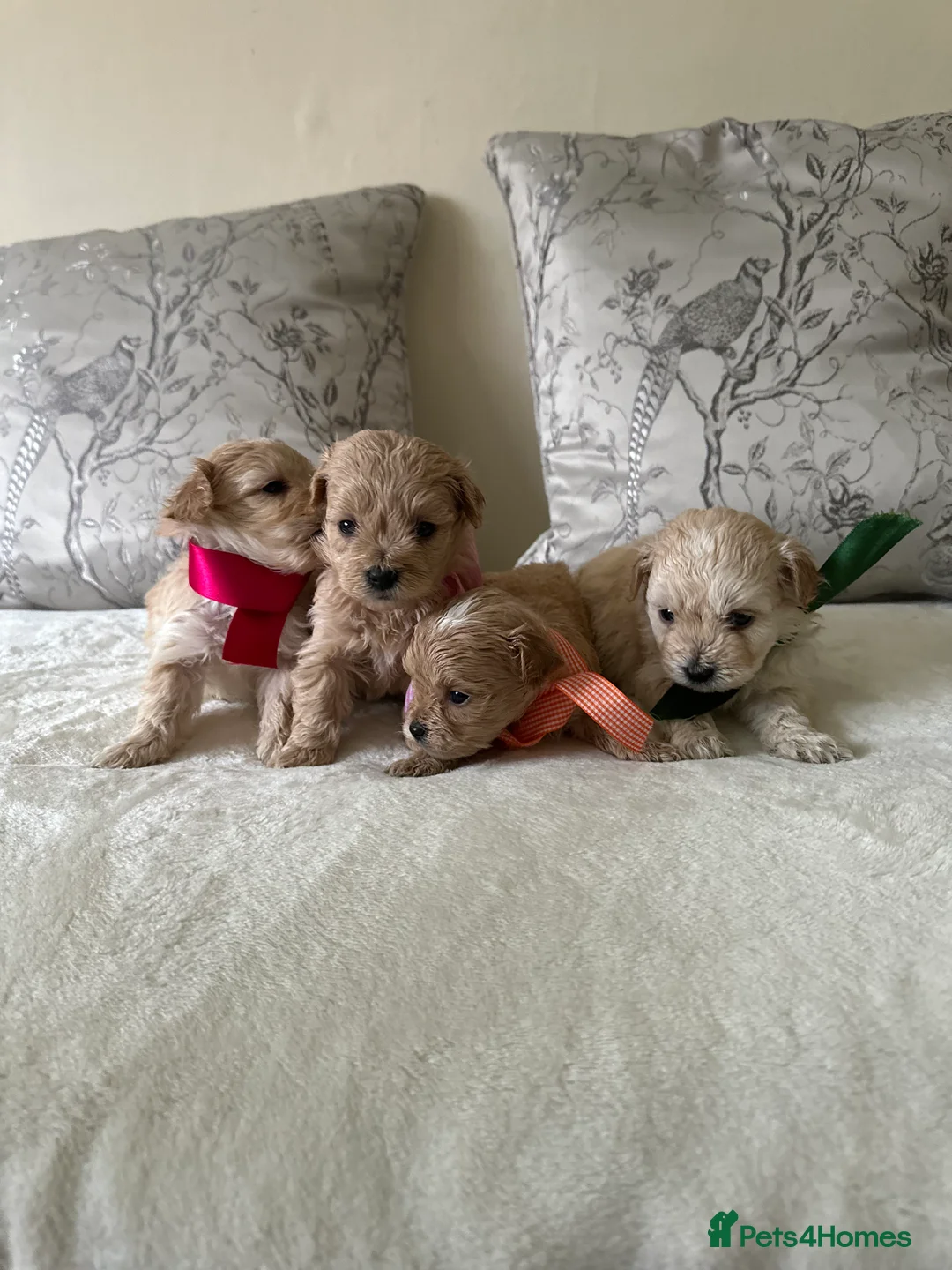 Maltipoo dogs for sale: Beautiful Maltipoo Puppies - Advert 9