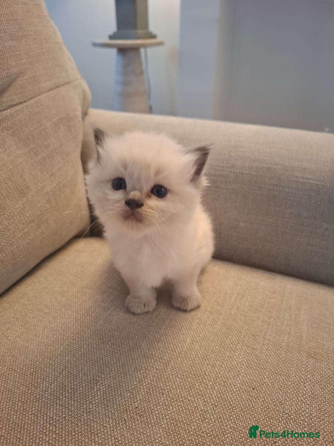 Ragdoll cats for sale: 🩵Blue Point KITTENS for sale!🩵 - Image 18