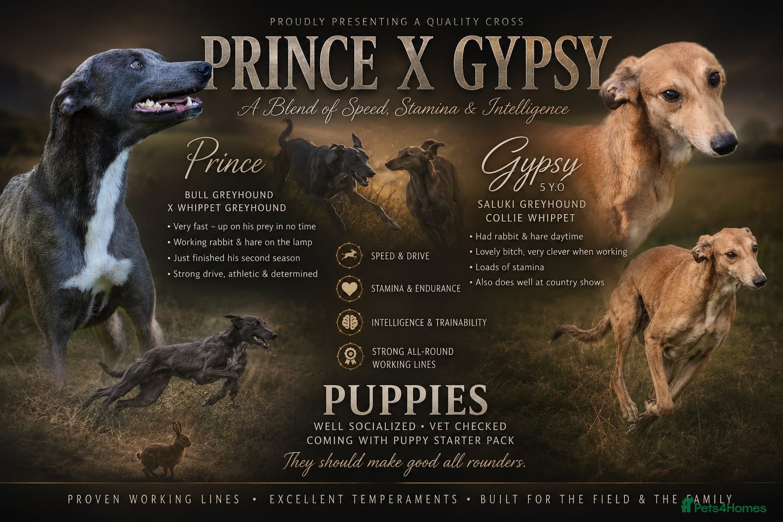 Lurcher dogs for sale: Both working an family lurcher pups - Advert 1