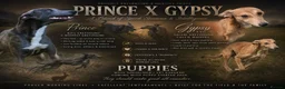 Lurcher dogs for sale: Both working an family lurcher pups - Advert 1