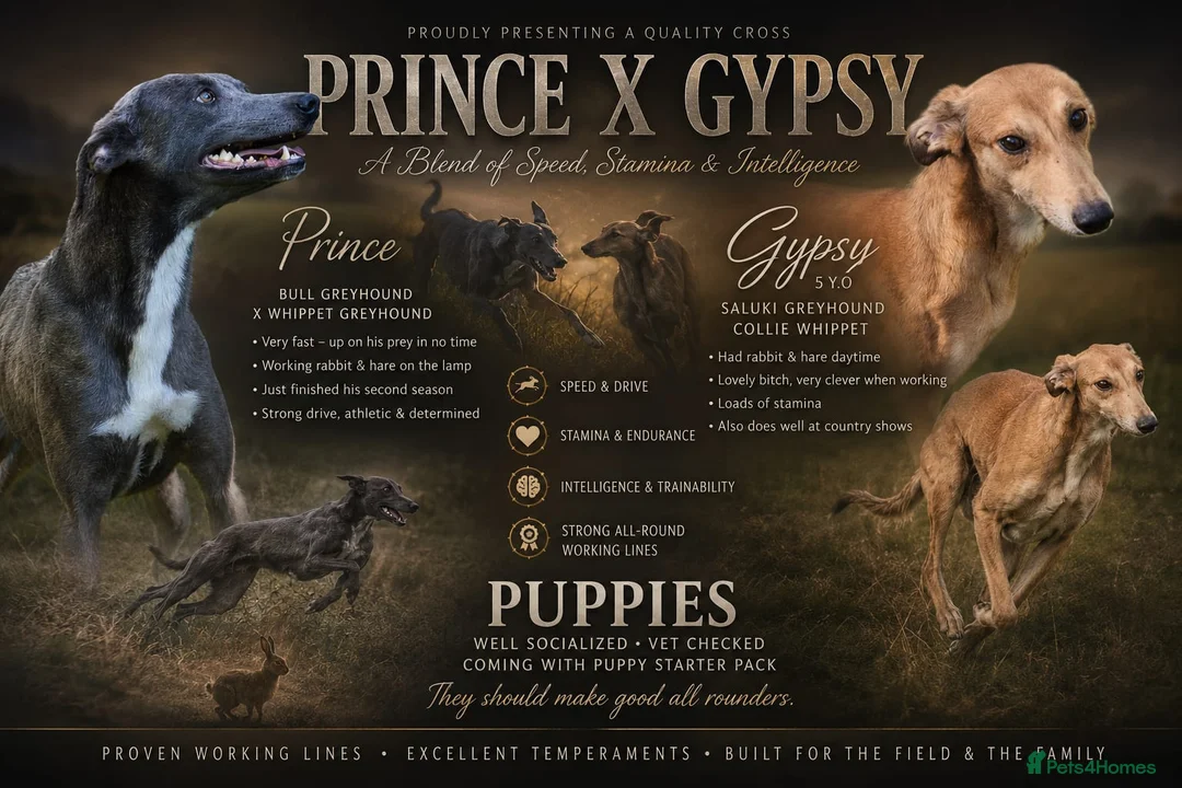 Lurcher dogs for sale: Both working an family lurcher pups - Advert 1