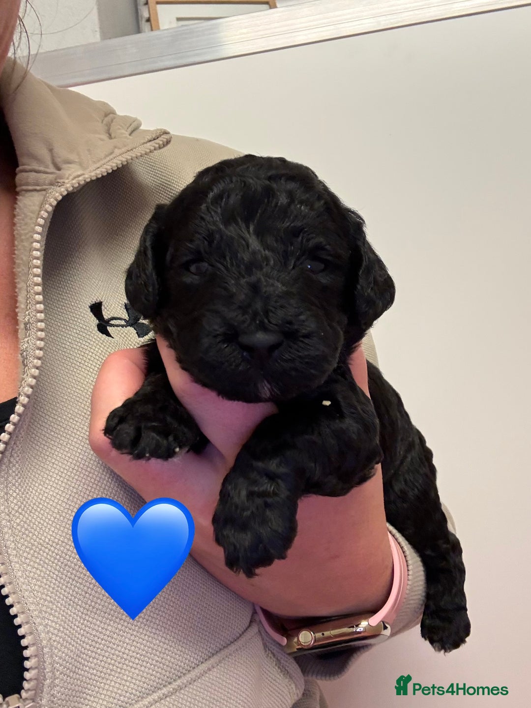 Sproodle dogs for sale: F2b Sproodle Puppies 2 boys and 1 girl remaining - Advert 20