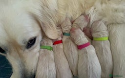 Golden Retriever dogs for sale: Golden retriever puppies  - Image 26