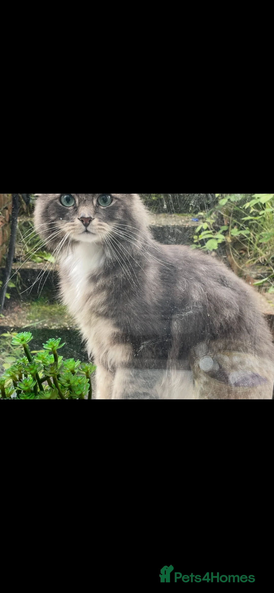 Mixed Breed cats for sale: Bengal mix - Advert 2