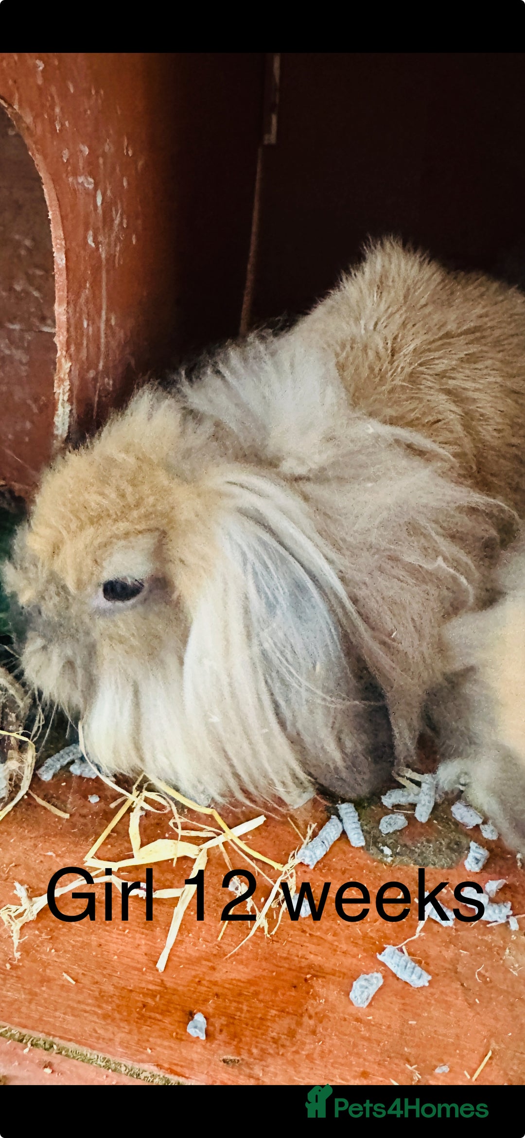 Lionhead rabbits for sale: lion-head  - Image 5