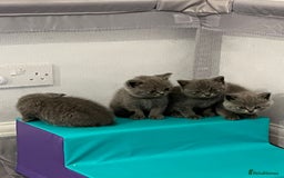 British Shorthair cats for sale: READY NOW!!Pedigree British Short Hair Kittens - Image 16