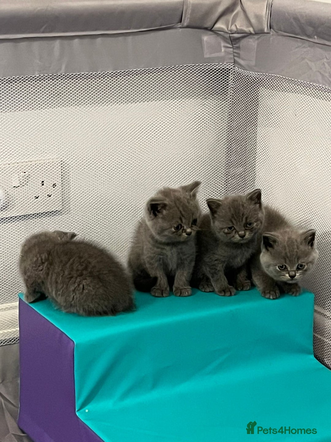 British Shorthair cats for sale: READY NOW!!Pedigree British Short Hair Kittens - Image 16
